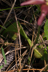 Sarracenia psittacina