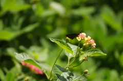 Miltomiges cinnamomea