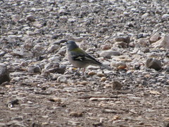 Fringilla coelebs africana