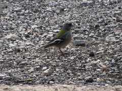 Fringilla coelebs africana