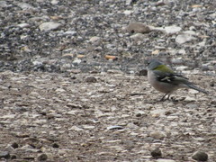 Fringilla coelebs africana