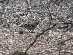 Fringilla coelebs africana