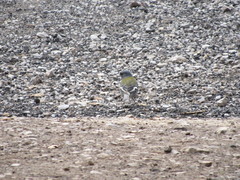 Fringilla coelebs africana