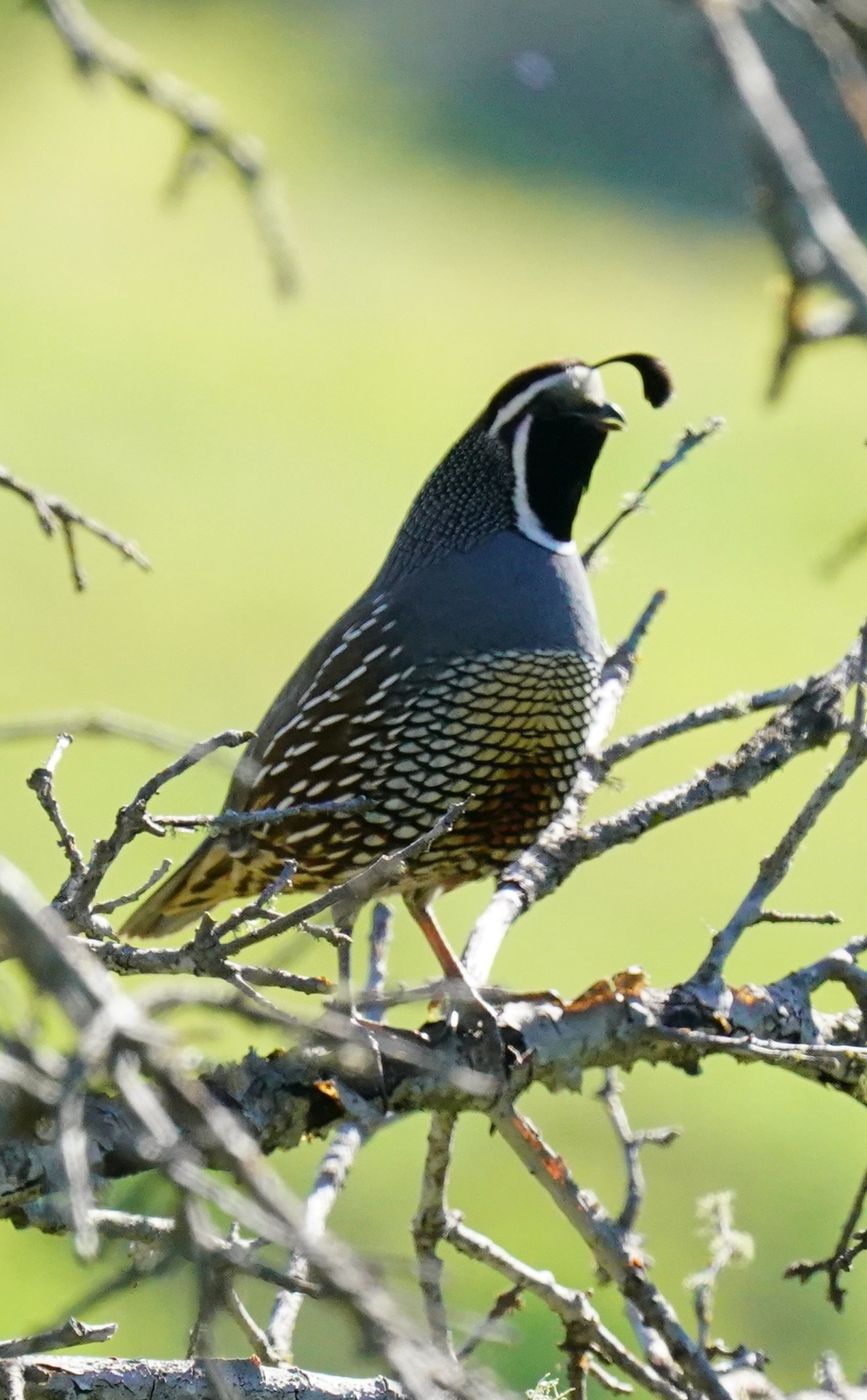 California Quail (Callipepla californica)