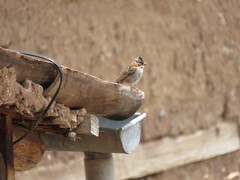 Zonotrichia capensis