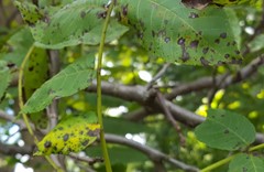 Ophiognomonia leptostyla