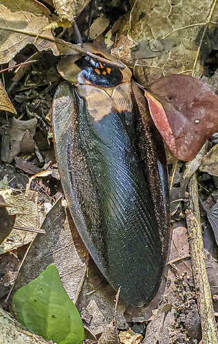 Death’s Head Cockroach
