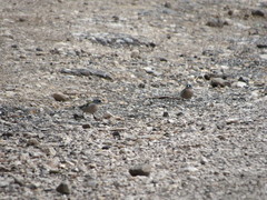 Fringilla coelebs africana