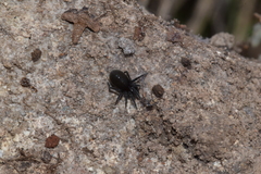 Titanoeca quadriguttata