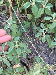 Croton monanthogynus