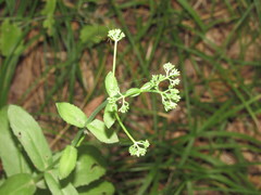 Hylotelephium maximum maximum