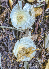 Aspidosperma