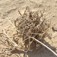 Anastatica hierochuntica