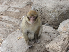 Macaca sylvanus