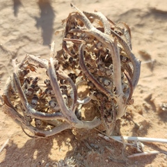 Anastatica hierochuntica