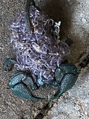 Opisthacanthus validus