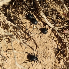 Pimelia interpunctata