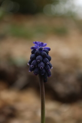 Muscari neglectum