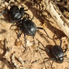 Pimelia interpunctata