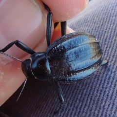 Pimelia interpunctata