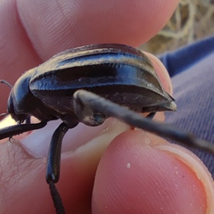 Pimelia interpunctata