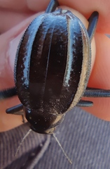 Pimelia interpunctata