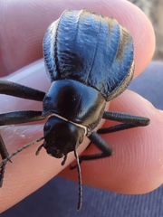 Pimelia interpunctata