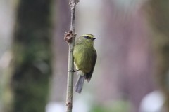 Silvicultrix diadema