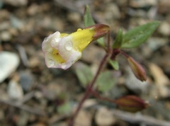 Erythranthe trinitiensis