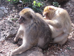 Macaca sylvanus