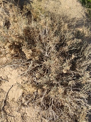 Anabasis articulata