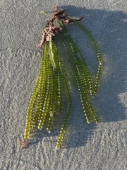 Chaetomorpha coliformis