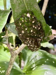 Natalobatrachus bonebergi