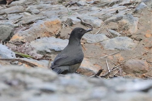 Black-hooded Thrush (Turdus olivater), photo 2