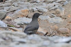 Turdus olivater