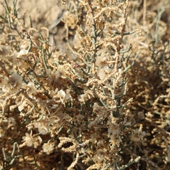 Anabasis articulata