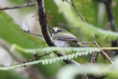 Hemitriccus granadensis