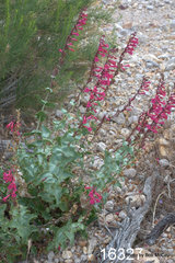 Penstemon stephensii
