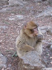 Macaca sylvanus