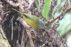 Myiothlypis conspicillata