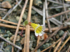 Erythranthe trinitiensis