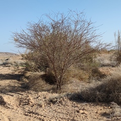 Vachellia tortilis raddiana