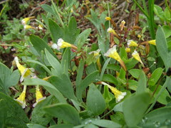 Erythranthe trinitiensis