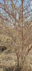 Vachellia tortilis raddiana