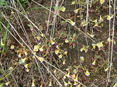 Erythranthe trinitiensis