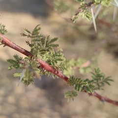 Vachellia tortilis raddiana