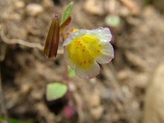 Erythranthe trinitiensis