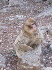 Macaca sylvanus