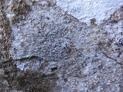 Buellia griseovirens