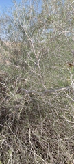 Moringa peregrina